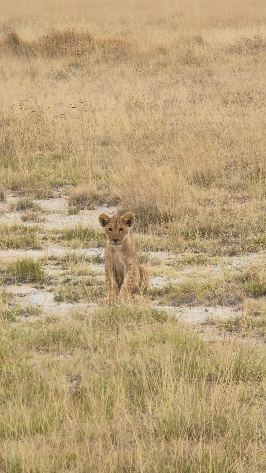 Cucciolo di leone seduto nell’erba della savana