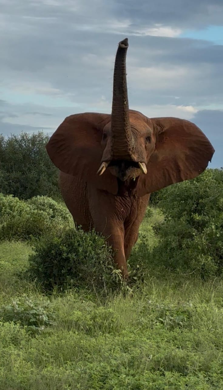Elefante osservato da vicino durante un safari