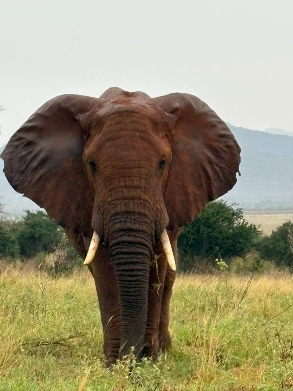 Elefante nella savana del Kenya