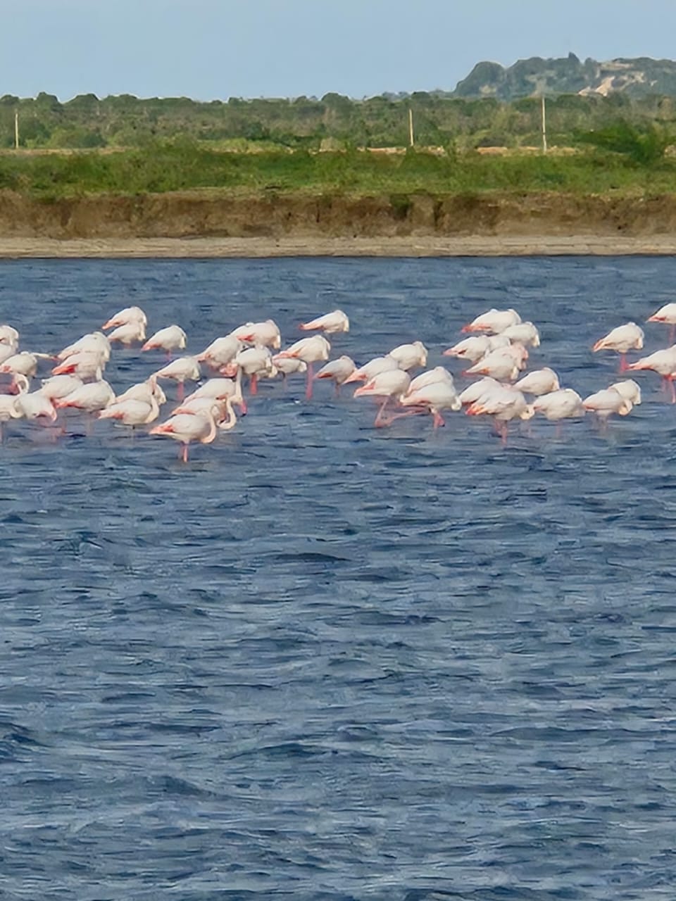 Fenicotteri nelle acque vicino all’Isola di Robinson