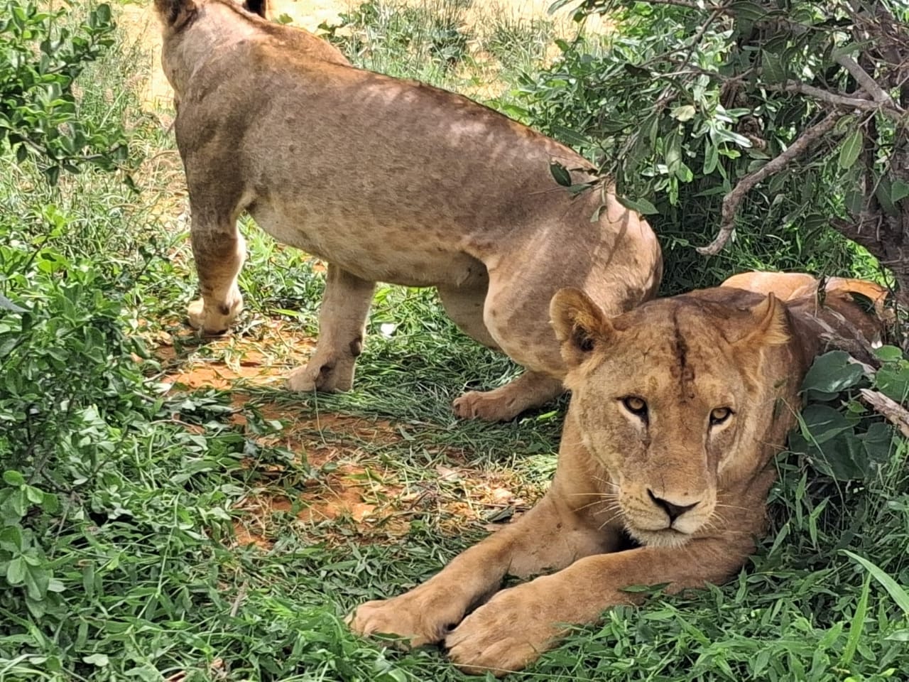 Due leonesse nella vegetazione