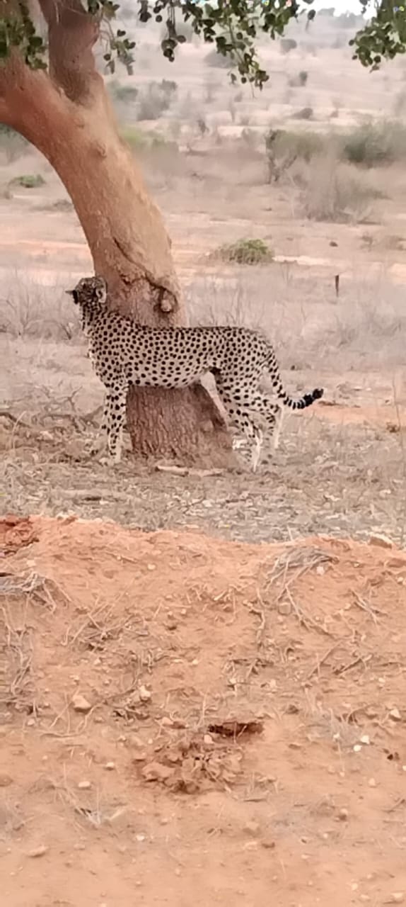 Leopardo nella terra rossa