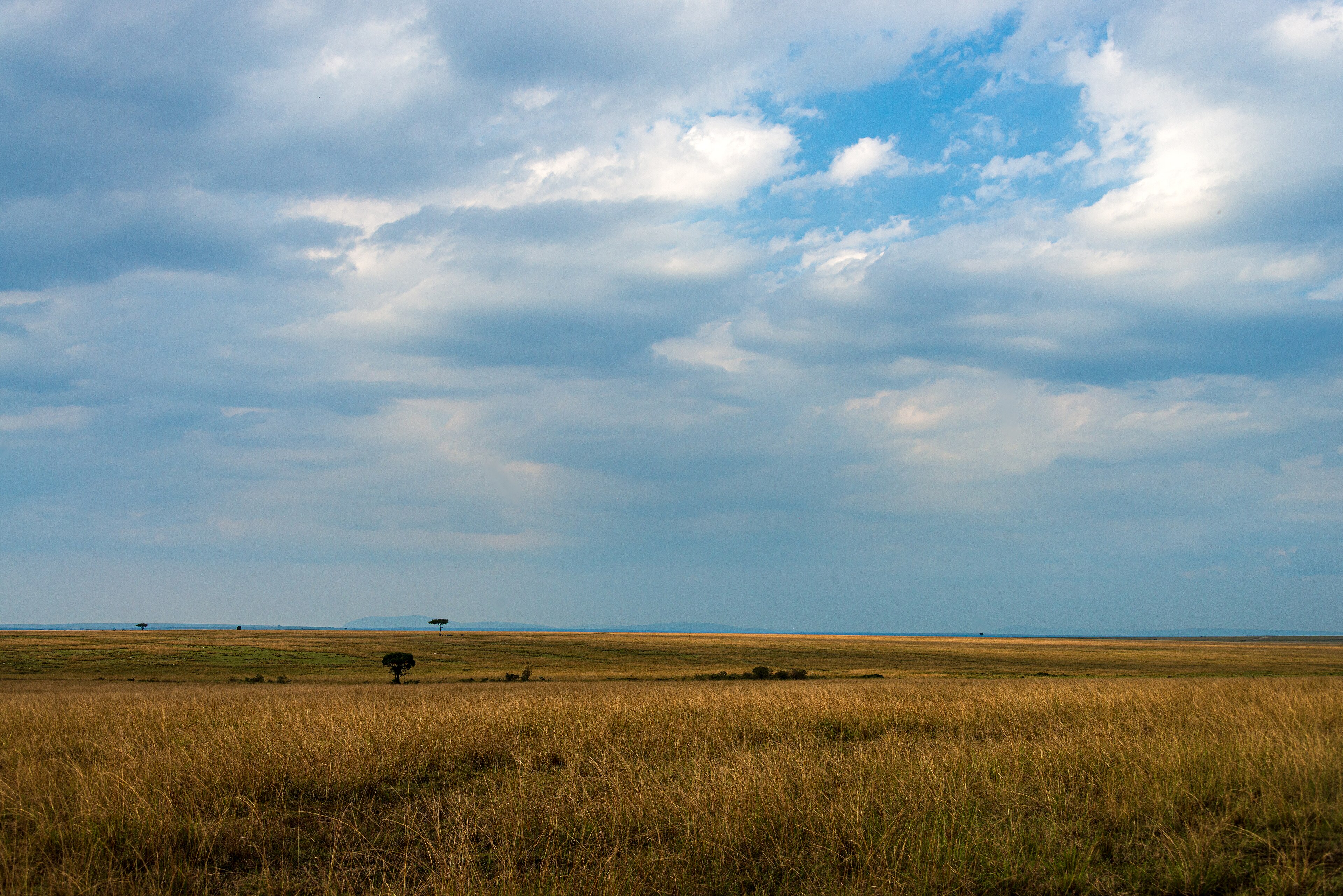 Le grandi pianure dorate del Maasai Mara
