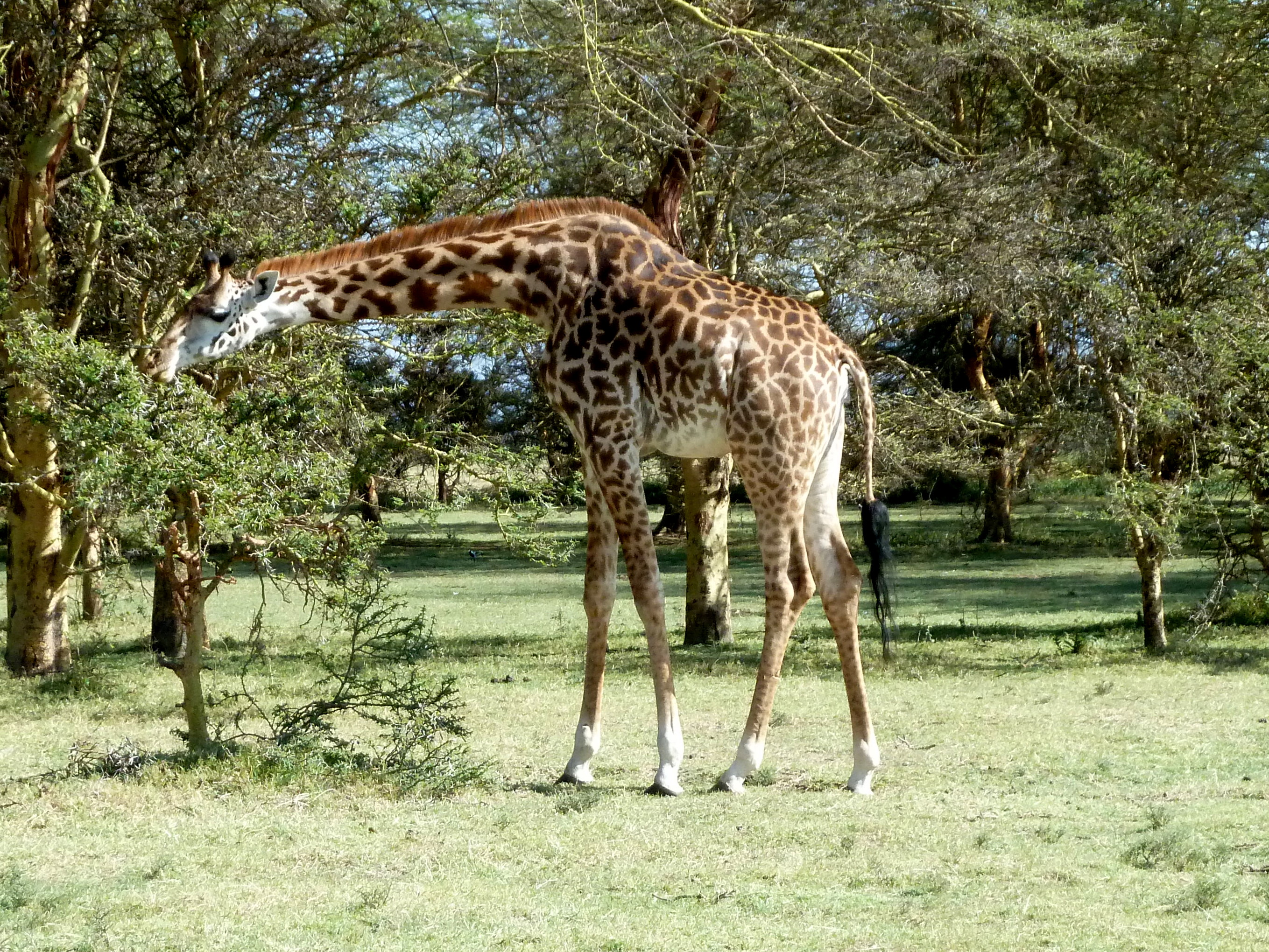 Giraffa fra le acacie nell’area del Lago di Naivasha