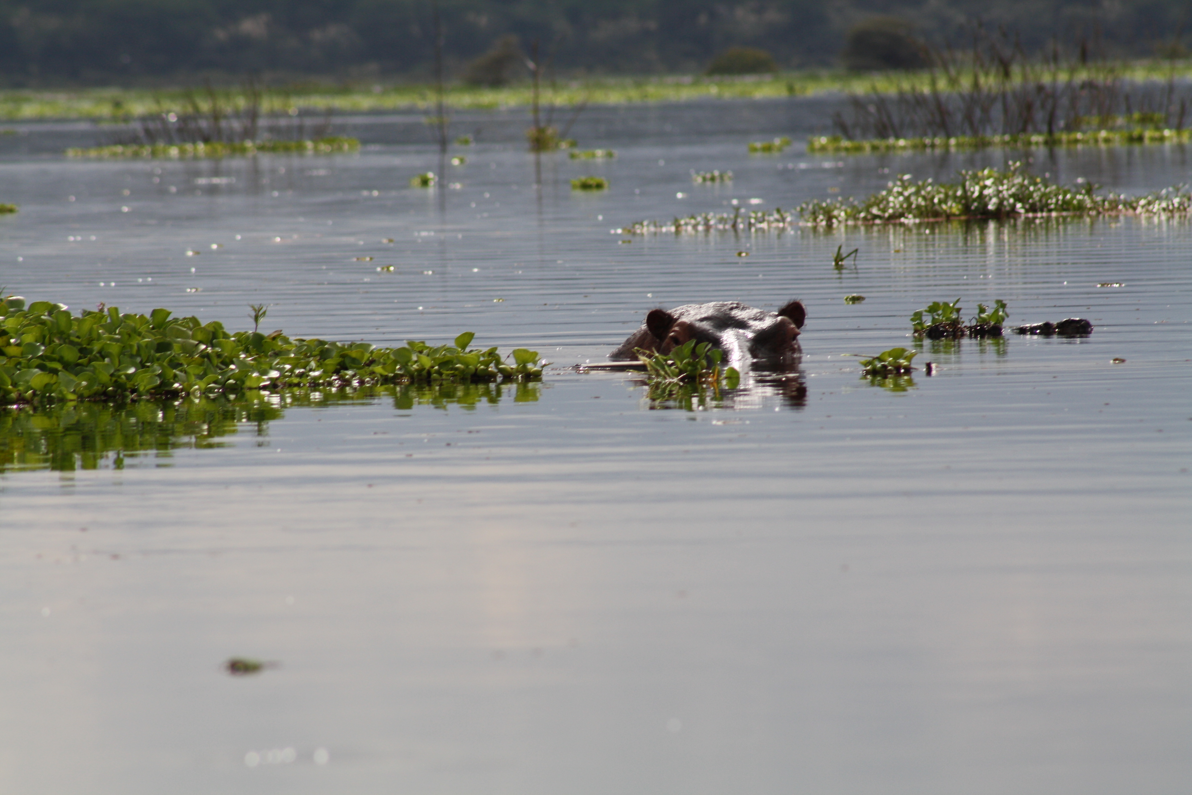 Ippopotamo fra la vegetazione del Lago di Naivasha