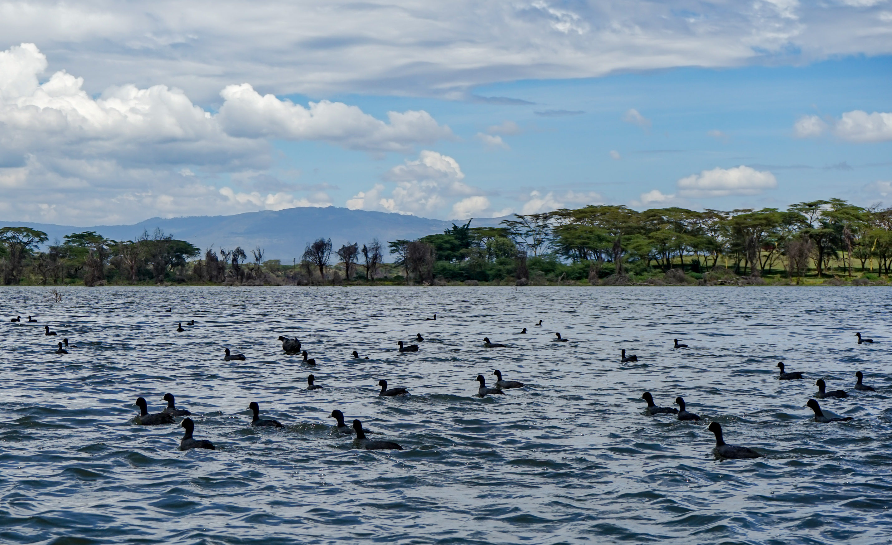 Il Lago di Naivasha e i suoi uccelli acquatici