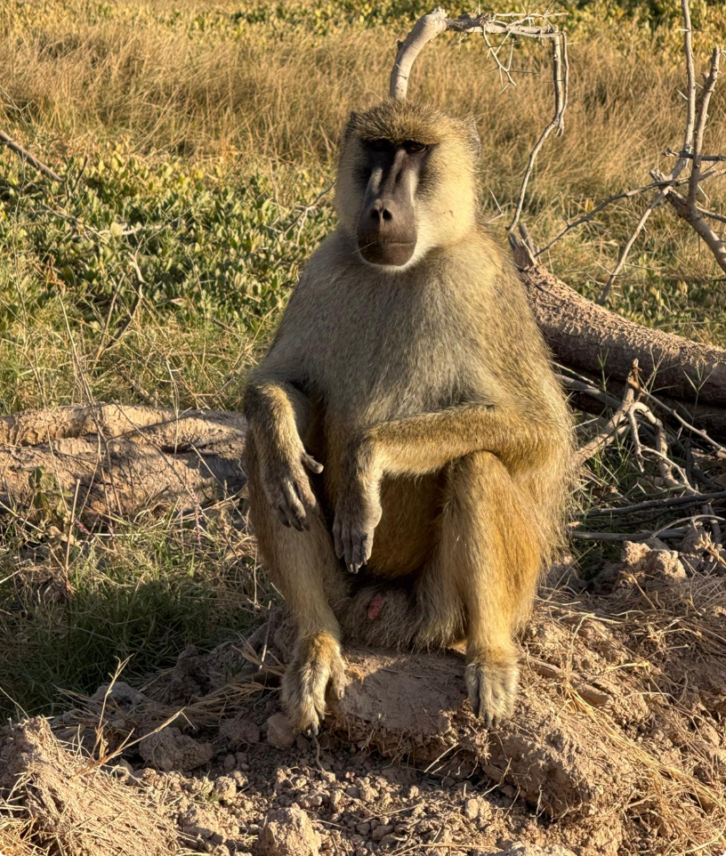 Babbuino seduto nella vegetazione della savana