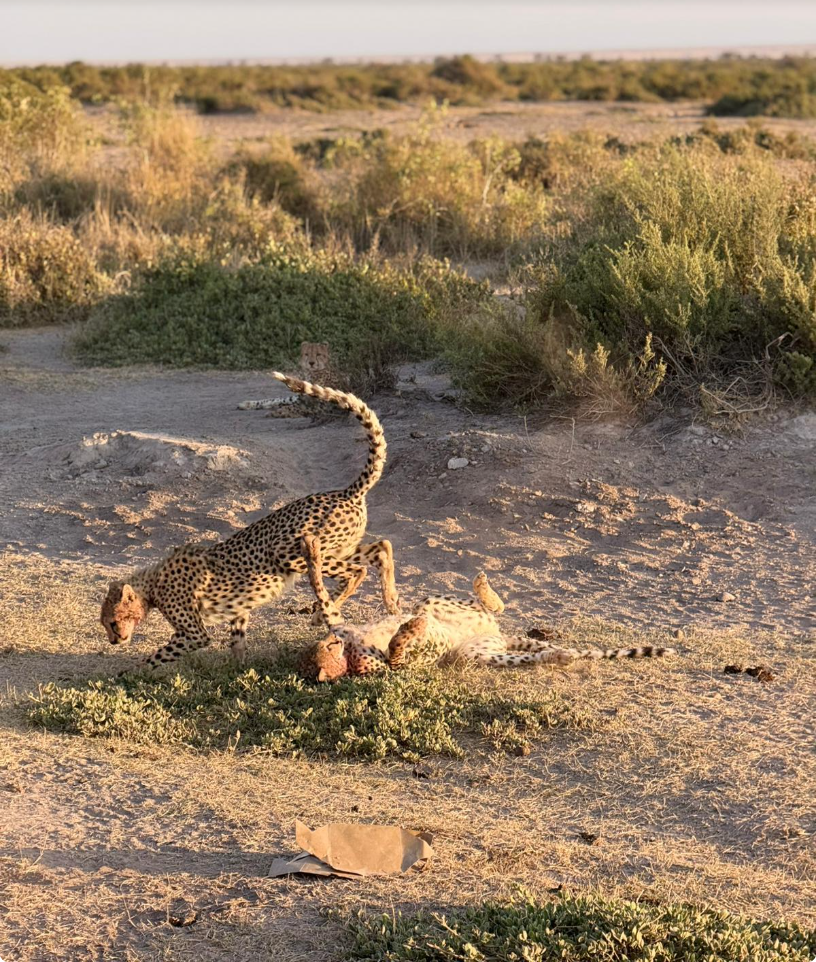 Due ghepardi osservati durante un safari