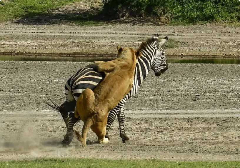 Leone durante una scena di caccia nella savana
