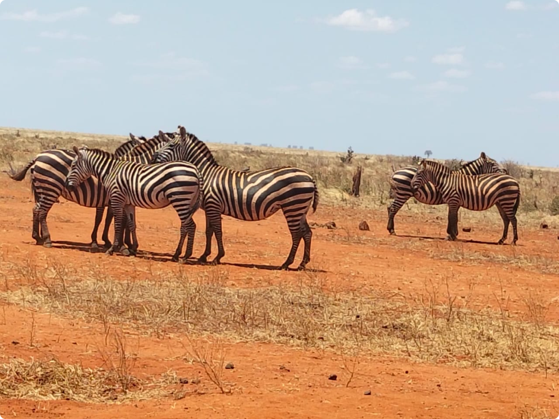 Branco di zebre sulla terra rossa del Kenya