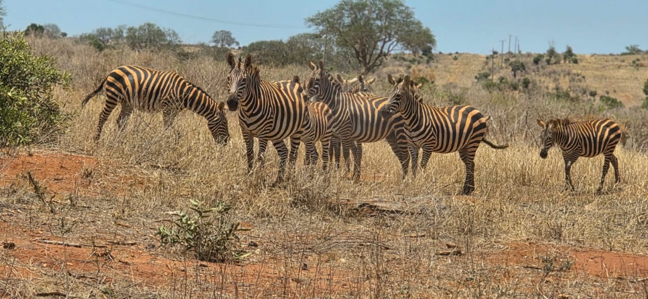 Branco di zebre durante il circuito