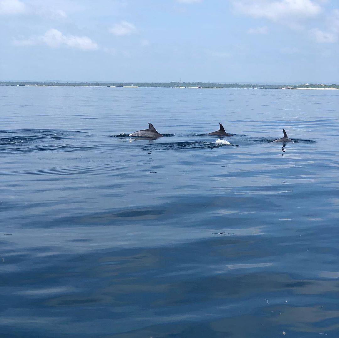 Delfini nell’Oceano Indiano